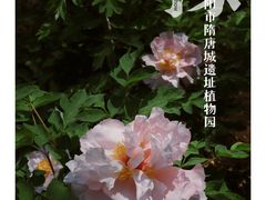 -洛阳市隋唐城遗址植物园