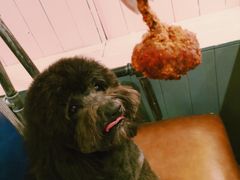 -百好乐宠物友好餐厅(朝外大街店)