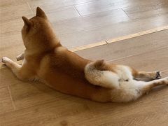 -南京Hallo宠物乐园·哈罗犬舍·柴犬繁育基地