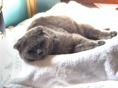 -PETKIT 小佩宠物·低压洗护·美容·寄养(安远店)