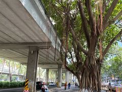 -文昌邓记清补凉(西沙路店)