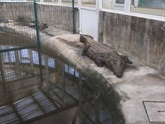 -中国扬子鳄村