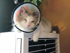 -猫猫幼稚园·撸猫·桌游·电玩