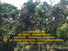 -从化深英荔枝黄皮龙眼采摘园