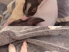-浣熊柯尔鸭土拨鼠·电玩咖