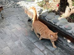 -喵屿·大理花园猫咖