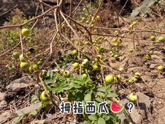 -千年银杏谷文化旅游区
