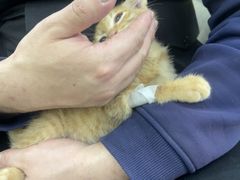 -天宠宠物医院24小时·急重症诊疗中心·全科·腔镜特色(和平分院)