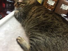 高冷的喵-么凤(波斯富街店)