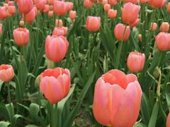 -洛阳郁金香牡丹园