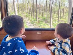 -合肥滨湖国家森林公园