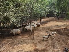 -石家庄市动物园