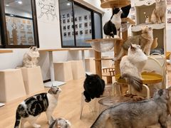 -有喵·猫咖·狗咖·30几只猫10只小狗(岗厦店)