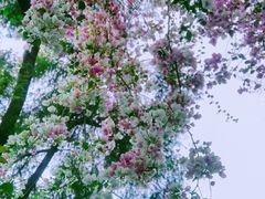 -深圳国际园林花卉博览园