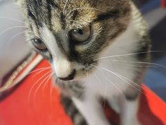 -一只烧鸡公(解放碑店)