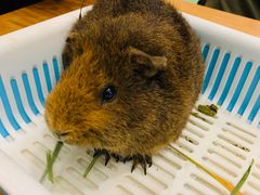 -藦茜花园宠物主题亲子互动体验馆(国顺东路店)