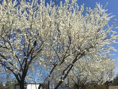 -永定河休闲森林公园