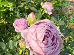 -园林美食城·本土农家菜(杨和镇店)