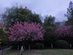 -杭州黄龙洞