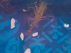 -钳真多钓虾馆·小龙虾海鲜烧烤(九六广场店)