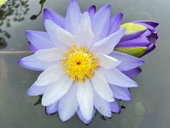 -中国科学院华南植物园