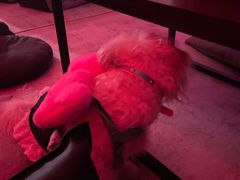 -斋飞·homebar·家庭式酒吧