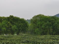 -茅家埠