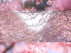 -上海辰山植物园