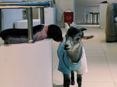 -怪兽屋·羊驼·猫咖·狗咖(俊华广场店)