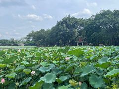 -荔湾湖公园