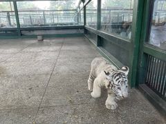 -秦皇岛野生动物园
