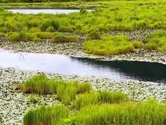 -腾冲北海湿地
