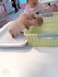 -Moni星球萌宠·小马宝莉·灵蛇·高端高阶全萌宠互动体验俱乐部(红豆国际广场店)