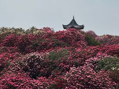 -贵州百里杜鹃风景名胜区