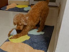 -创凡宠物医院·骨专科  猫科中心(西乡分院)