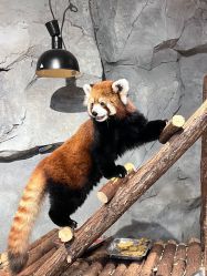 -Zoolung Zoolung动物主题公园(海信广场店)