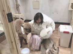 -猫色咖啡·猫咖