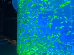 -合肥海洋世界