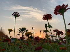 -瑶湖郊野森林公园