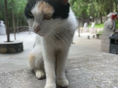 -四门塔风景区