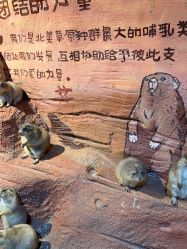-奇幻萌宠部落(映月湖环宇城店)