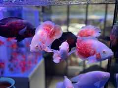 -青石桥花鸟鱼虫市场(叠翠城店)