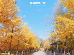 -长白岛森林公园