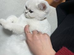 -lincat·猫舍(广州店)