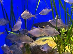 -上海海洋水族馆