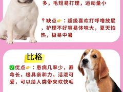 -翊宠yipet猫狗购宠庄园