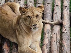 -西霞口神雕山野生动物世界