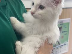-瑞派长江宠物医院·猫科·外科·24小时夜护(谊城公寓分院)