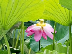 -长春市南湖公园