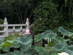 -莲湖公园